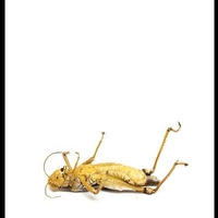 Grasshopper lying on it's back